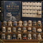 2026 British Shorthair advent calendar