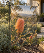 Pink-orange firewood banksia flower spike and serrated leaves before receding woodland printed on a rectangular garden flag
