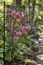 Nodding pink spotted martagon lilies with recurved petals and prominent anthers before a woodland path printed on a complete flat garden flag