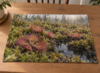Round-leaved sundews and sphagnum surrounding a receding bog pool printed on a flat placemat
