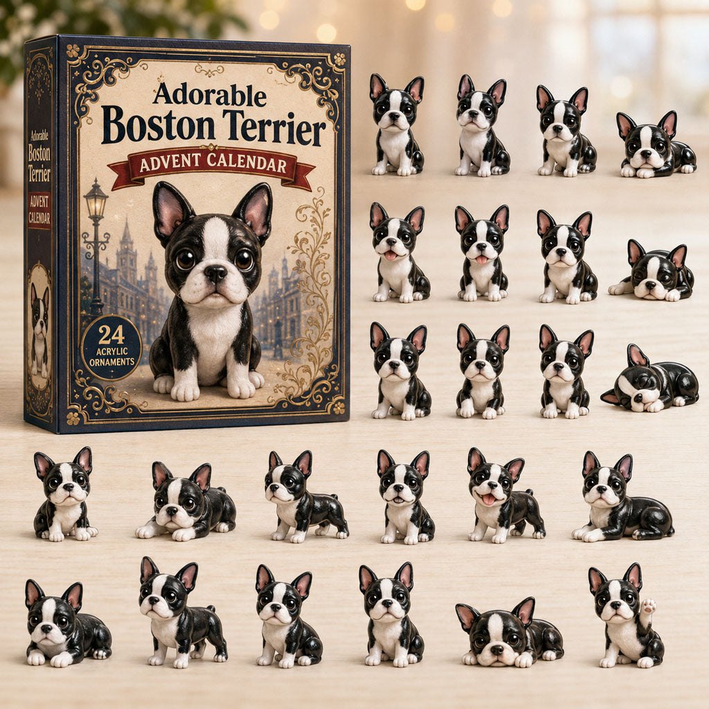 Adorable Boston Terrier advent calendar