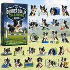 Border Collie Training advent calendar