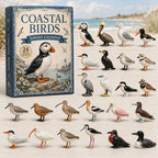 Coastal Birds advent calendar